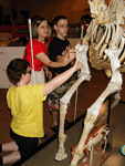 A facilitator helps two Circle of Life students explore a horse skeleton at the Naturalist Center in Virginia.